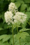 Western Baneberry blossoms detail