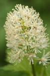 Western Baneberry blossoms extreme detail