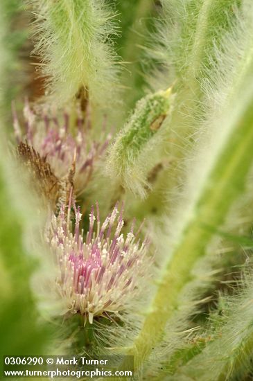 Cirsium scariosum