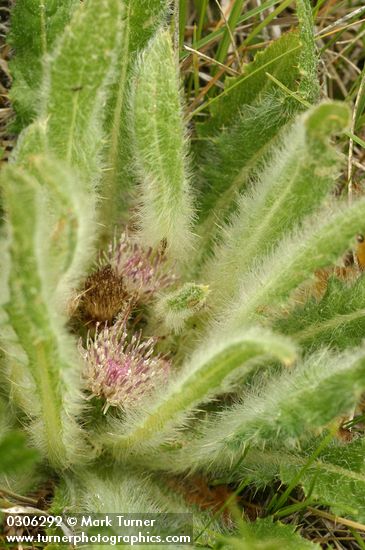 Cirsium scariosum