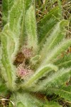 Elk Thistle