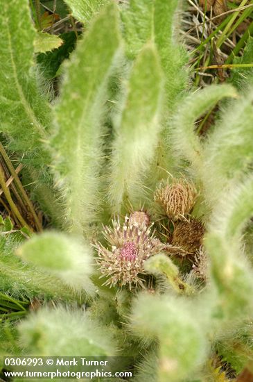 Cirsium scariosum