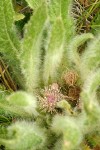 Elk Thistle