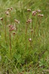 Pinewoods Horkelia