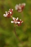 Pinewoods Horkelia blossoms detail