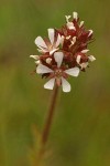 Pinewoods Horkelia blossoms detail