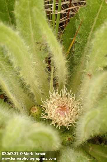 Cirsium scariosum