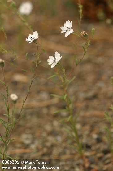 Blepharipappus scaber