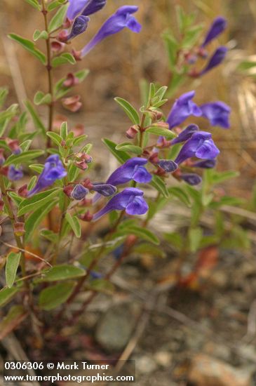 Scutellaria angustifolia