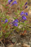 Narrowleaf Skullcap