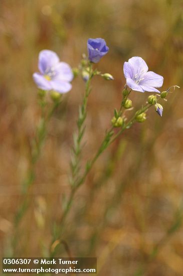 Linum lewisii