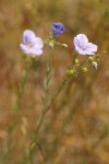 Western Blue Flax