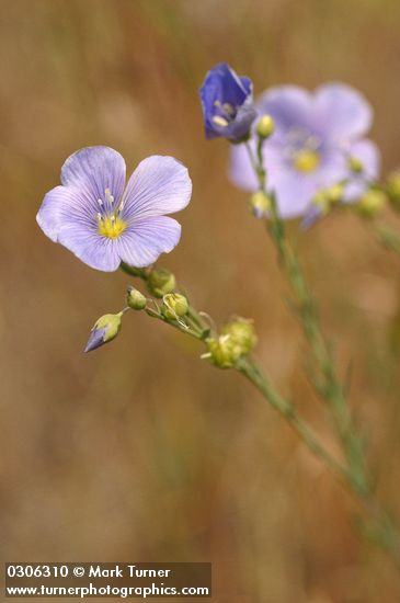 Linum lewisii