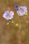 Western Blue Flax blossom
