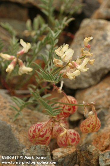 Astragalus whitneyi