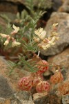 Whitney's Locoweed w/ blossoms & fruit