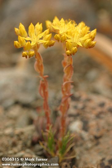 Sedum lanceolatum