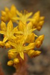 Lance-leaf Stonecrop blossoms detail