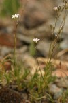 Mountain Sandwort