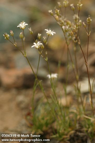 Arenaria capillaris