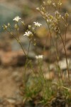 Mountain Sandwort