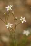 Mountain Sandwort blossoms detail