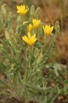 Western Hawksbeard