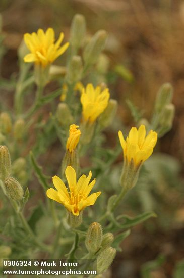 Crepis occidentalis