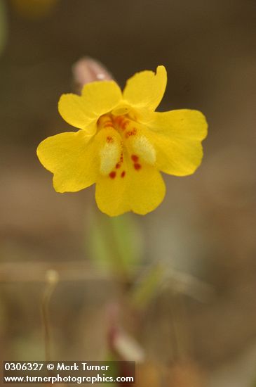 Mimulus washingtonensis