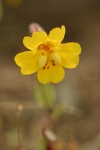 Washington Monkeyflower blossom detail