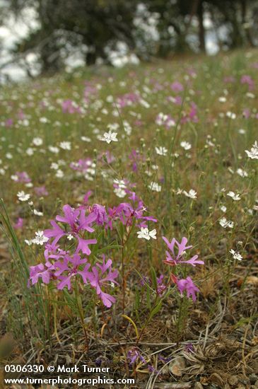 Clarkia pulchella; Blepharipappus scaber