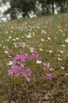 Beautiful Clarkia (Ragged Robin) & Rough Eyelashweed in dry subalpine meadow