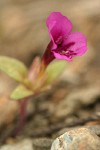 Dwarf Purple Monkey Flower