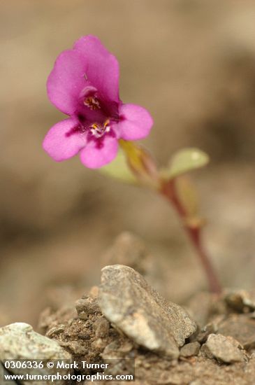 Mimulus nanus