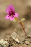 Dwarf Purple Monkey Flower