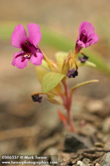 Mimulus nanus