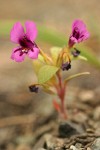 Dwarf Purple Monkey Flower