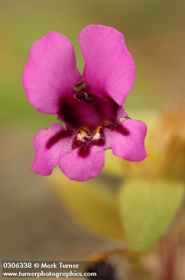 Mimulus nanus