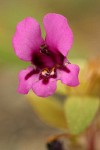 Dwarf Purple Monkey Flower blossom detail