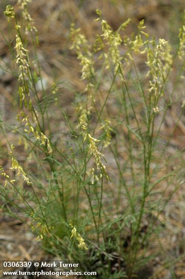 Astragalus filipes