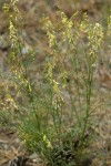 Thread-stalk Locoweed