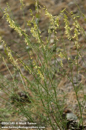 Astragalus filipes