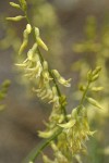 Thread-stalk Locoweed blossoms detail