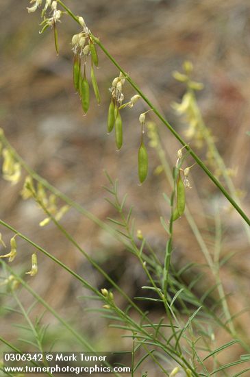 Astragalus filipes