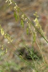 Thread-stalk Locoweed immature seed pods