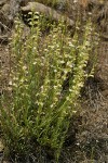 Hot Rock Penstemon