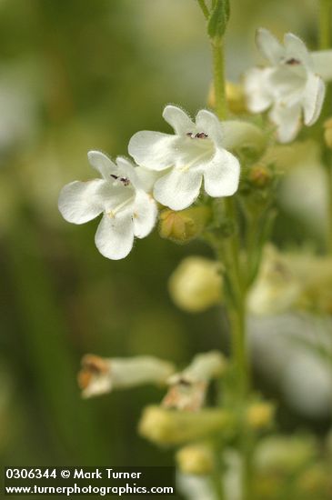 Penstemon deustus