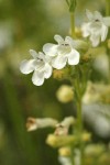 Hot Rock Penstemon blossoms detail