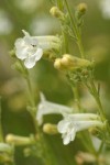 Hot Rock Penstemon blossoms