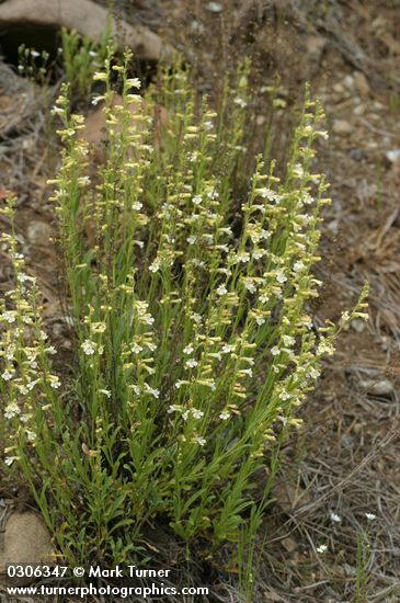 Penstemon deustus